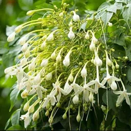 Jasmine Plant-image-4