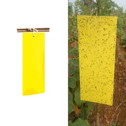 pheromone chemicals Yellow Sticky Trap - 11 * 28cm-100pack image 2