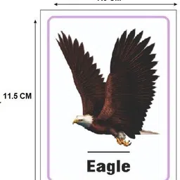 ashmi Birds 32 Pcs Laminated Flash Cards for Kids Toddlers Early Learning Age 3+ image 4