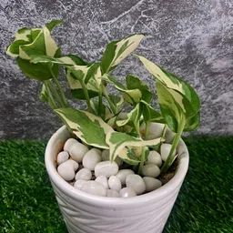 aver vera White Stone Polished Asymmetrical, Round Rock Pebbles image 4