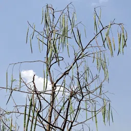 silba Drumstick Seed, Moringa Seed, Sahjan Seed, Sajina Bij Seed image 2