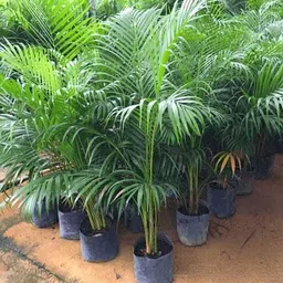 progoti botany Areca Palm-picture-12