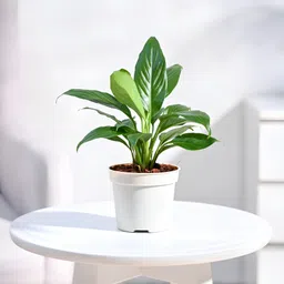 Peace Lily Plant-image-67