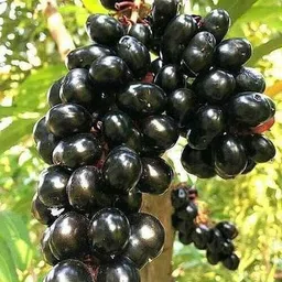 skdiya Jamun Plant-picture-18