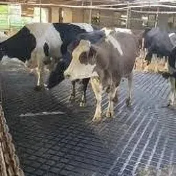 ursus Easy Clean Raised Edges Waterproof Animal Feeding Mat Cow, Dog, Hamster, Guinea Pig, Miniature Pig Pet Mat-picture-38