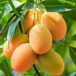 skrhuvoy Mango Plant-picture-10