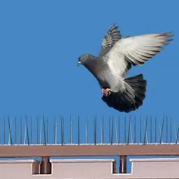 tripi Bird Spike image 4