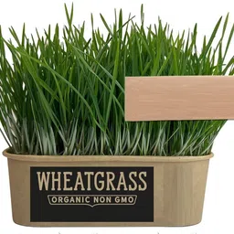knessin High Germination Microgreen Wheatgrass Seeds for Indoor Growing-(2000 Seeds) Seed-picture-10