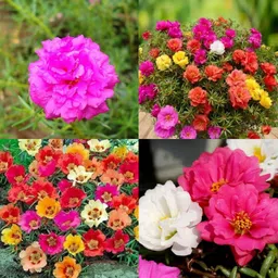 ibains Portulaca ground cover seeds pack of 120 Seed-picture-24