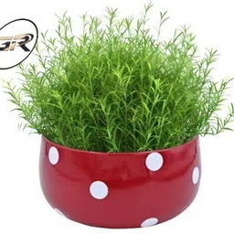 gurunanak Metallic Unbreakable Single Decorative 1 Pot Garden Gnome-picture-13