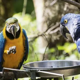 parrots wizard Safflower Seeds/Kardi Seed for Wild Birds 0.5 kg Dry Young, Adult Bird Food image 3