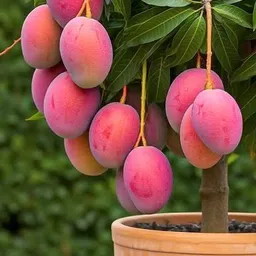 breezy blooms Mango Plant image 3