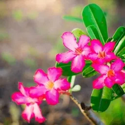 firesplash Adenium Plant image 2