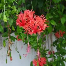 globqro Hibiscus Plant-picture-13