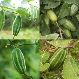 ibains Bamboo plant seeds pack of 19 Seed image 3