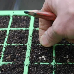 avysa Tomato Red टमाटर Seed image 3