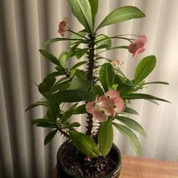 greenyon Euphorbia Plant image 5