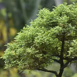 alogardening Ficus Bonsai image 3