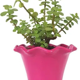 Jade Plant-image-29