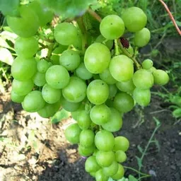 cloud farm Grapes Plant image 2
