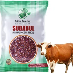 sri sai forestry Subabul Seeds, Animal Fodder, Green Manure,Live Fencing for Agriculture Land Plant Seed-picture-28