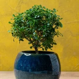 lushbark Kamini Murraya Paniculata Plant-picture-11