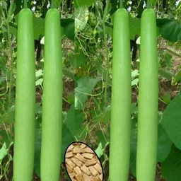 sbgarden bottle gourd/ long louki seed pack of 25 only Seed-picture-12
