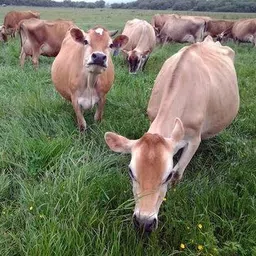 raw organic whey Raw Grass Fed Whey - Happy Healthy Cows, COLD PROCESSED Undenatured 100% Grass Fed Whey Protein Powder, GMO-Free, 12 oz image 5