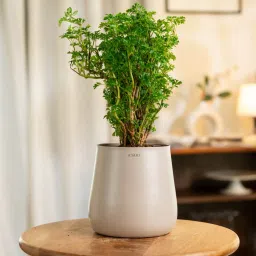 kyari Aralia Green With Aura Pot- Cream image 1