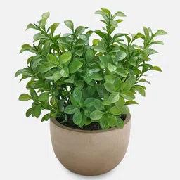Pure Home and Living  Green Artificial Melia Azedarach Plant with Pot image 2