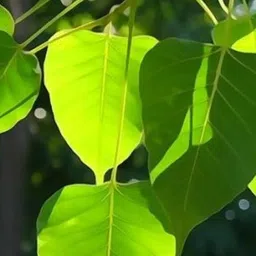 generic Vanaspati Udyan Peepal Ficus Religiosa Live Pre Bonsai Air Purifier Sapling Plant with Black Plastic Pot image 3