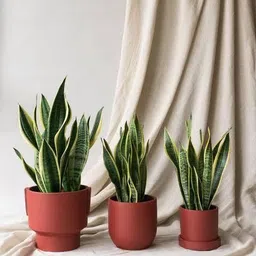 petalpath Snake Plant-picture-26