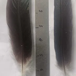 mighty Pack of 10 Decorative Feathers image 3
