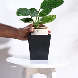 ugaoo Black Plastic Hague Small Desk Pot image 4