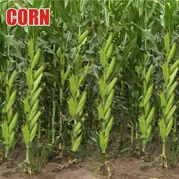 hybrid 250g corn seeds long bhutta highest yield variety Seed-picture-14