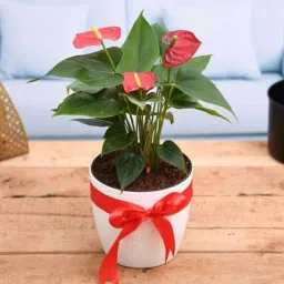 nurserylive Red Anthurium Natural Plant image 1