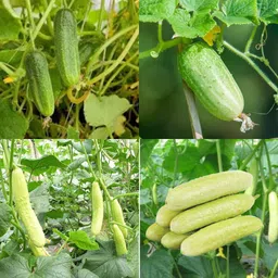 ibains Sosa seeds cucumber kakri seeds pack of 48 Seed image 2