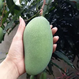 breezy blooms Mango Plant-picture-29