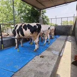 hakex Cow-Mat Waterproof Rubber Mat 8*5 Feet BPA Free For Horse | Cow, Dog, Hamster, Guinea Pig, Miniature Pig Pet Mat-picture-16