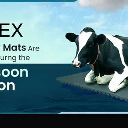 hakex A68Black Cow Mat For all animals, BPA Free, Easy Clean And Waterproof Size 8*5 | Cow, Hamster Pet Mat-picture-35