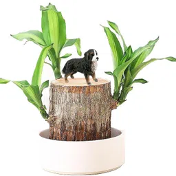 green view Brazilian Wood-picture-19