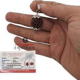 banke collection 100% Original Nepali three Faced / 3 Faced / 3 Mukhi Rudraksha teen Mukhi Brass Yantra-picture-24