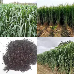 ibains American 5g napier grass seeds 1050 Seed-picture-11