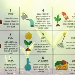 cybexis Cucumber Seeds Outdoor Gardening Courtyard2000 Seeds Seed image 3