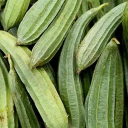 mamoni traders Ridge Gourd Seeds, Organic Seeds For Gardening, toree, Chinese okra Hybird Seed image 2