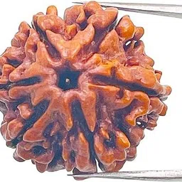 beautum 6 Mukhi/Faced Nepali Rudraksha Natural & Rudraksha With Capping Wood Pendant image 3