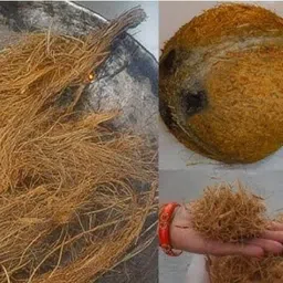 mkh Coconut Husk for Puja and Havan Rituals, Brown, Medium Size image 4