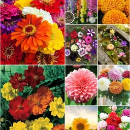 semina vita Winter flower seeds combo Flower Seeds Seed-picture-16