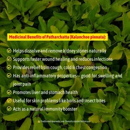 bagan bari Kalanchoe Plant image 4