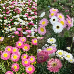 ibains acroclinium seeds no of seeds 26 Seed-picture-15